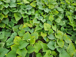 상추20193님의 자유주제 · 자유게시판 작성글 사진