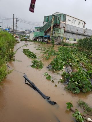 오영배님의 🌦 폭우 피해, 농민 분들 괜찮으신가요? 서로 위로의 말 나눠요 🤝 · 참여글 작성글 사진