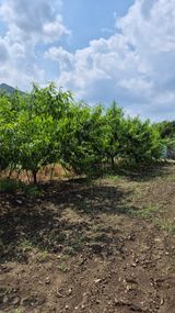 팜모닝 자유주제·자유게시판 게시글 이미지