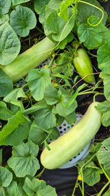 팜모닝 농사, 무엇이든 물어보세요!·참여글 게시글 이미지