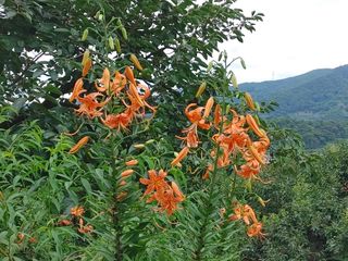 안길원님의 자유주제 · 자유게시판 작성글 사진