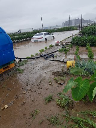 오영배님의 🌦 폭우 피해, 농민 분들 괜찮으신가요? 서로 위로의 말 나눠요 🤝 · 참여글 작성글 사진