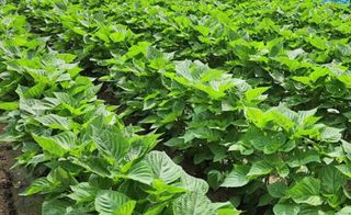 아침농원님의 들깨 · 자유게시판 작성글 사진