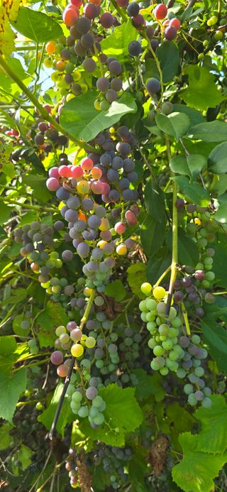 진촌다육묘목농원님의 자유주제 · 자유게시판 작성글 사진