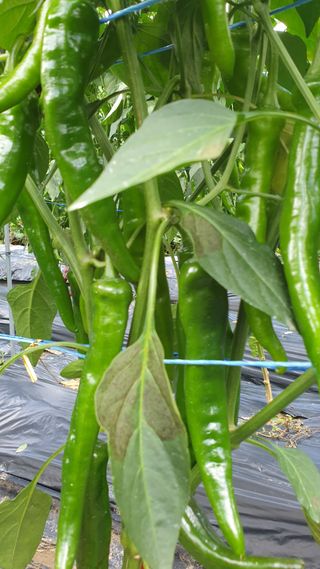 이경옥님의 자유주제 · 자유게시판 작성글 사진