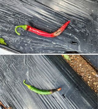 오회장님의 농사, 무엇이든 물어보세요! · 참여글 작성글 사진