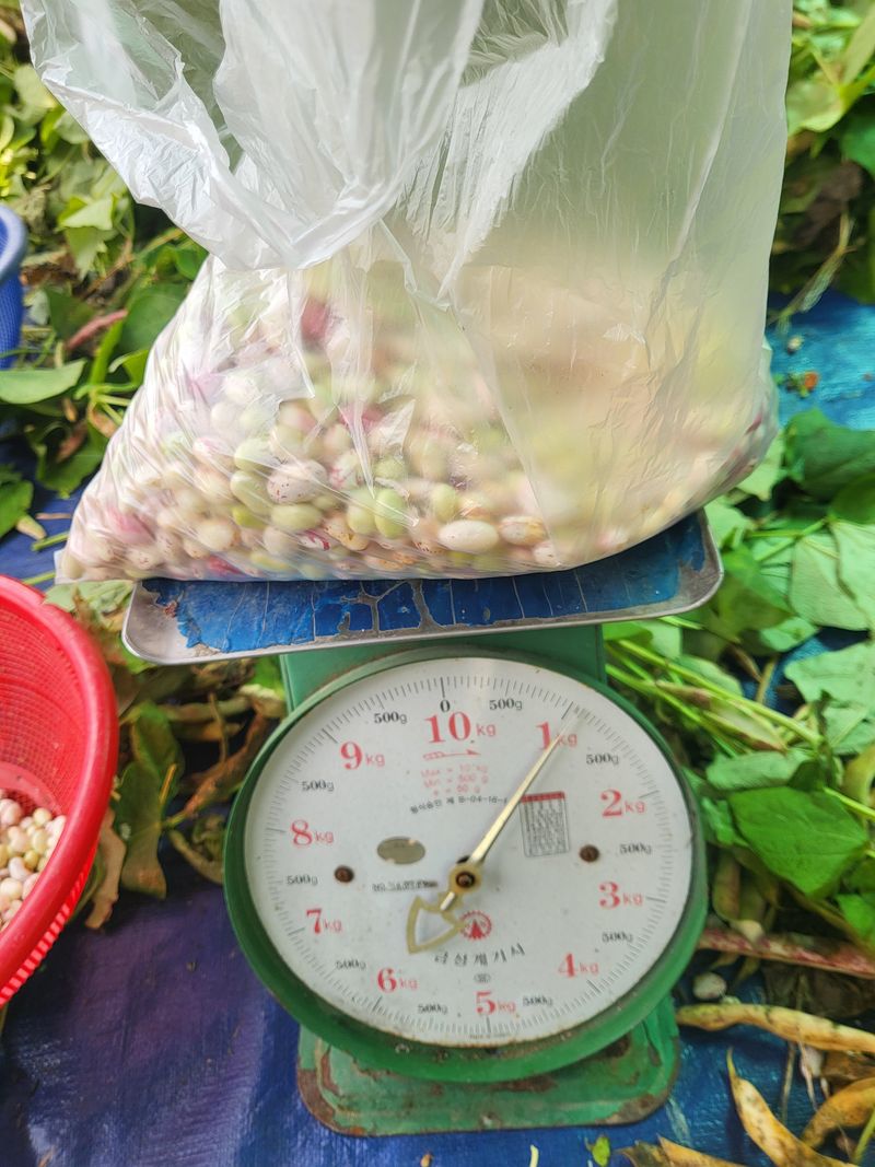 이상욱님의 장터 판매 상품 [알 호랑이콩 1kg매진] 첨부 사진