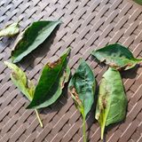 팜모닝 자유주제·건의해요 게시글 이미지