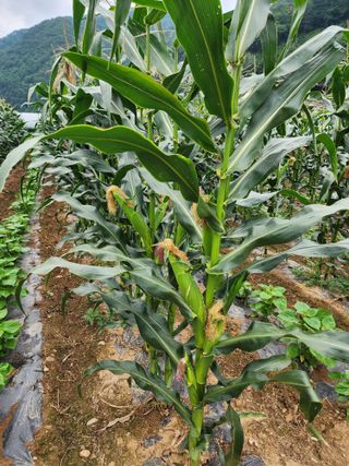 농부 임성훈님의 작성글 사진