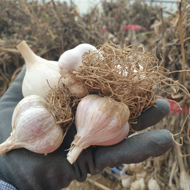 농부아내님의 장터 판매 상품 [맛과 향 으뜸인 유황육쪽마늘 쏠 크기 두 접(200개)  ] 첨부 사진