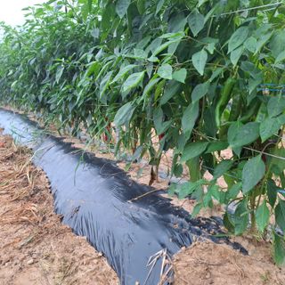 오영도님의 자유주제 · 자유게시판 작성글 사진