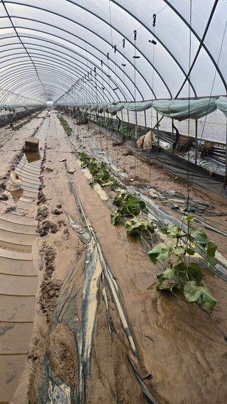고철규님의 🌦 폭우 피해, 농민 분들 괜찮으신가요? 서로 위로의 말 나눠요 🤝 · 참여글 작성글 사진