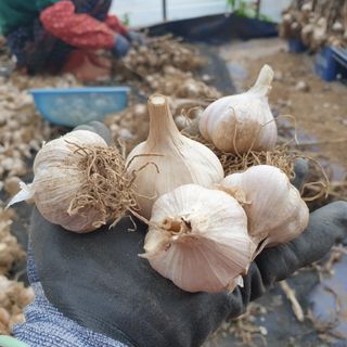 농부아내님의 작성글 사진