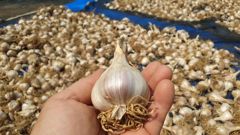 농부아내님의 장터 판매 상품 [맛과 향 으뜸인 유황육쪽마늘 쏠 크기 두 접(200개)  ] 첨부 사진