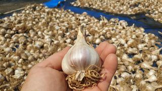 농부아내님의 작성글 사진