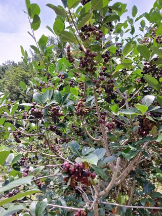 인생은 소풍처럼님의 자유주제 · 자유게시판 작성글 사진