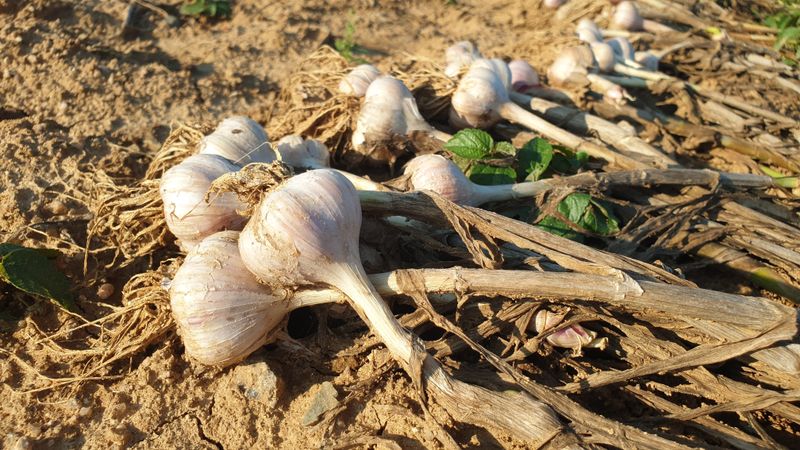 농부아내님의 장터 판매 상품 [맛과 향 으뜸인 유황육쪽마늘 쏠 크기 두 접(200개)  ] 첨부 사진