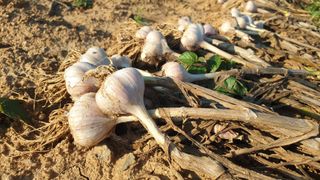 농부아내님의 작성글 사진