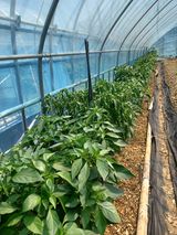 팜모닝 농사, 무엇이든 물어보세요!·참여글 게시글 이미지