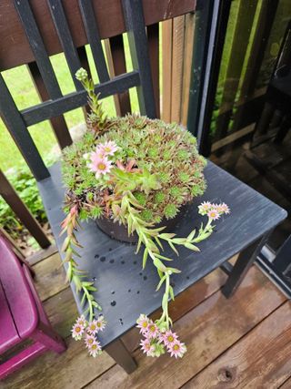 홍천산채농원님의 자유주제 · 자유게시판 작성글 사진