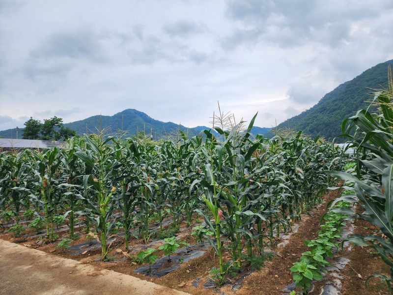 농부 임성훈님의 장터 판매 상품 [찰옥수수 50개] 첨부 사진