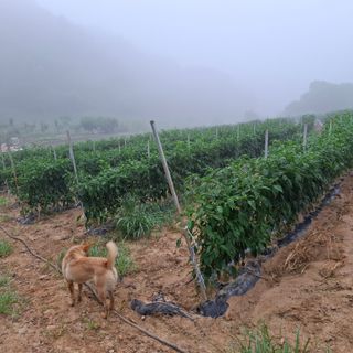 오영도님의 자유주제 · 자유게시판 작성글 사진