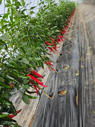 고추16657님의 자유주제 · 자유게시판 작성글 사진