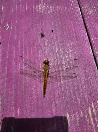 홍천산채농원님의 자유주제 · 자유게시판 작성글 사진