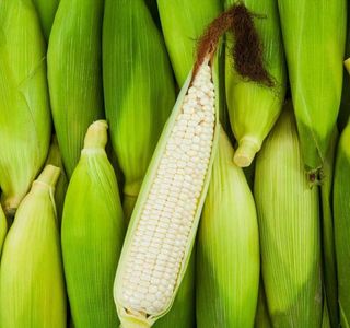 농부 임성훈님의 작성글 사진