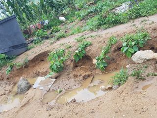 오영배님의 🌦 폭우 피해, 농민 분들 괜찮으신가요? 서로 위로의 말 나눠요 🤝 · 참여글 작성글 사진