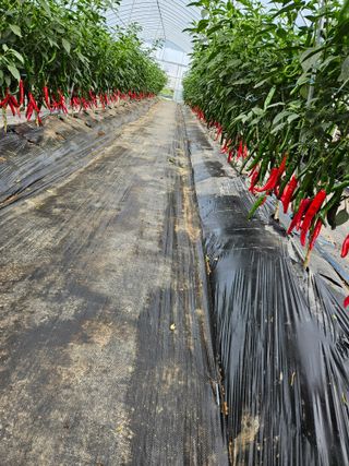 고추16657님의 자유주제 · 자유게시판 작성글 사진