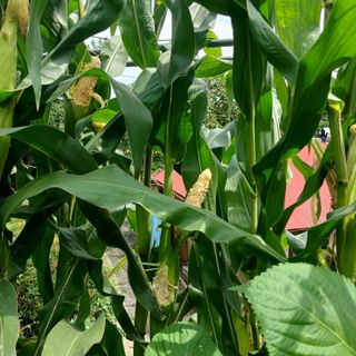 소농인님의 자유주제 · 자유게시판 작성글 사진