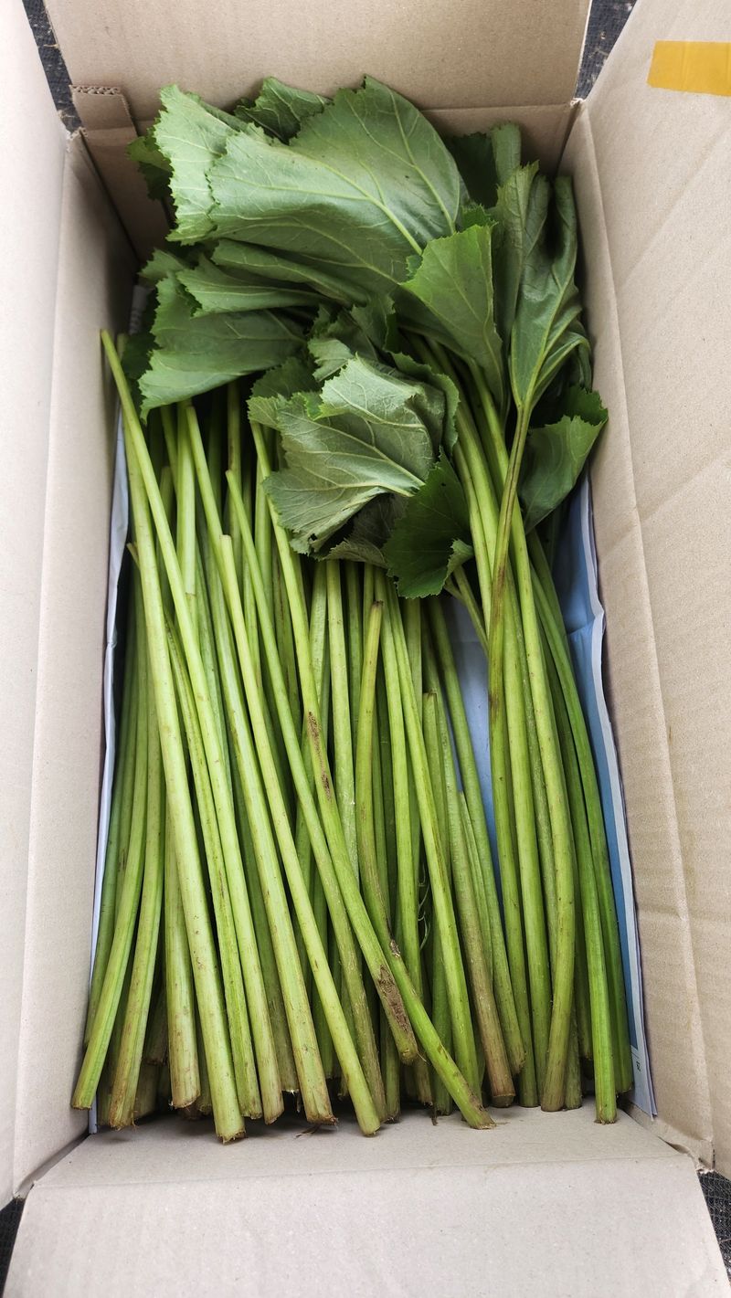 농부아내님의 장터 판매 상품 [자연산 노지 머위순+머위대 2kg] 첨부 사진