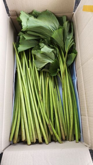 농부아내님의 작성글 사진