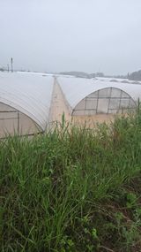 팜모닝 🌦 폭우 피해, 농민 분들 괜찮으신가요? 서로 위로의 말 나눠요 🤝·참여글 게시글 이미지