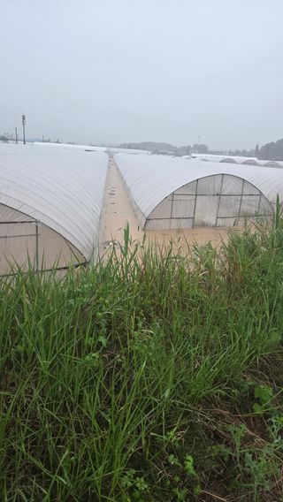 고철규님의 🌦 폭우 피해, 농민 분들 괜찮으신가요? 서로 위로의 말 나눠요 🤝 · 참여글 작성글 사진