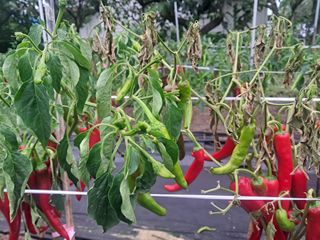 구례촌놈님의 농사, 무엇이든 물어보세요! · 참여글 작성글 사진