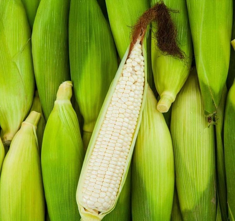 농부 임성훈님의 장터 판매 상품 [찰옥수수 50개] 첨부 사진