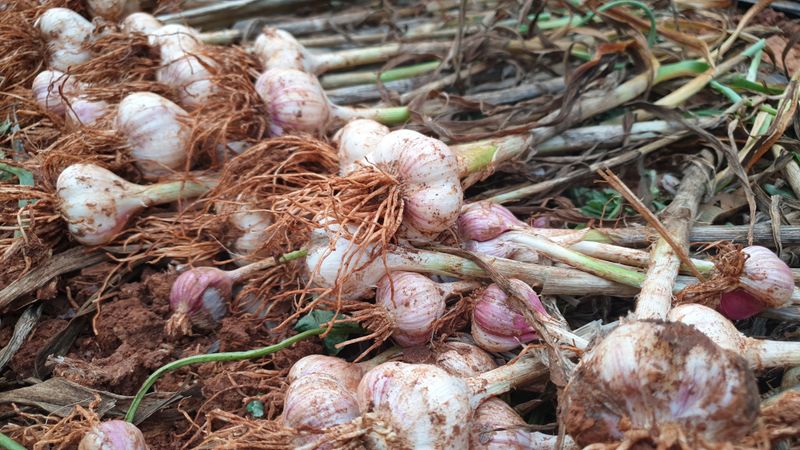 농부아내님의 장터 판매 상품 [맛과 향 으뜸인 유황육쪽마늘 쏠 크기 두 접(200개)  ] 첨부 사진