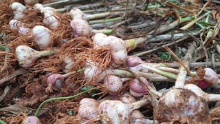 농부아내님의 작성글 사진