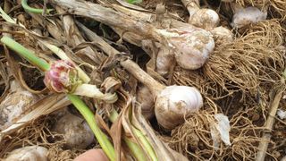 농부아내님의 작성글 사진