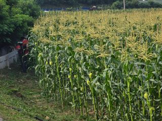 장관덕님의 자유주제 · 자유게시판 작성글 사진