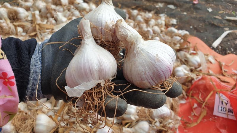 농부아내님의 장터 판매 상품 [맛과 향 으뜸인 유황육쪽마늘 쏠 크기 두 접(200개)  ] 첨부 사진