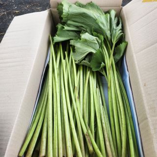 농부아내님의 작성글 사진