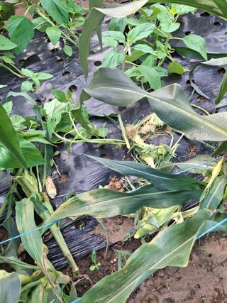 자두9376님의 농사, 무엇이든 물어보세요! · 참여글 작성글 사진