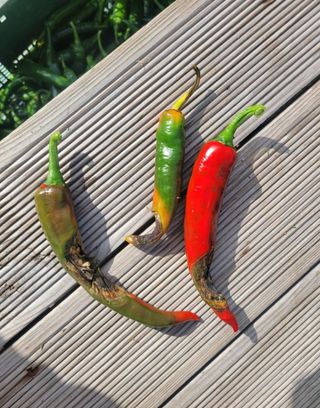 오회장님의 농사, 무엇이든 물어보세요! · 참여글 작성글 사진