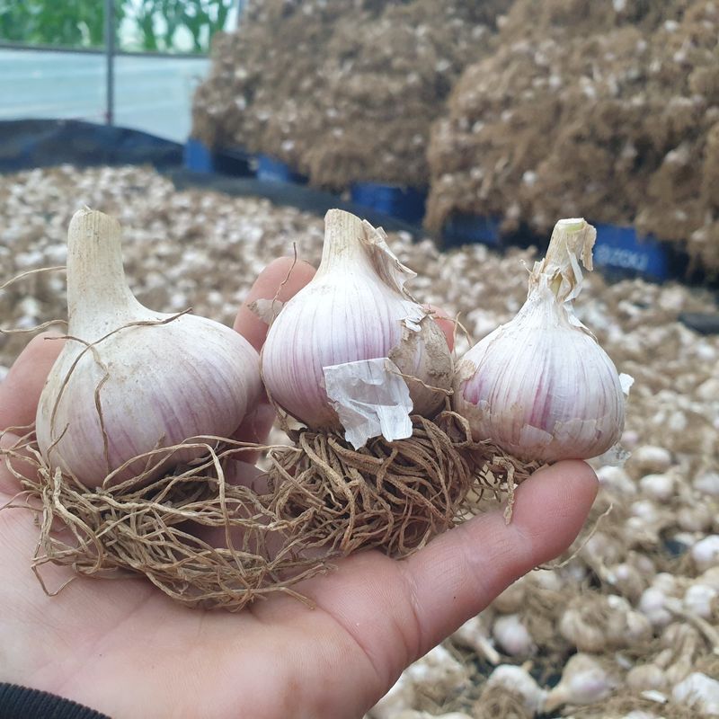 농부아내님의 장터 판매 상품 [맛과 향 으뜸인 유황육쪽마늘 쏠 크기 두 접(200개)  ] 첨부 사진