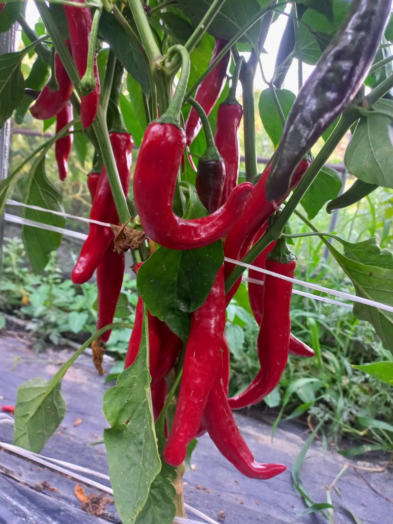 장터 상품 [고추가루600g18000원] 썸네일