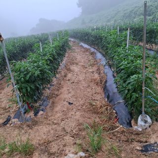 오영도님의 자유주제 · 자유게시판 작성글 사진