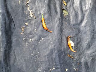 전희분님의 자유주제 · 자유게시판 작성글 사진